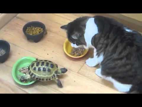 agresivní turbo želva honí kočku aggressive turbo turtle chasing