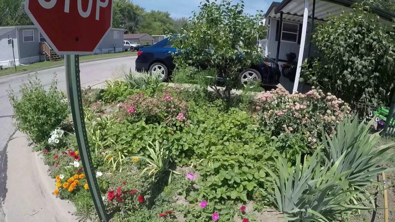 tomatoes in pots Garden update after 2 weeks of vacation