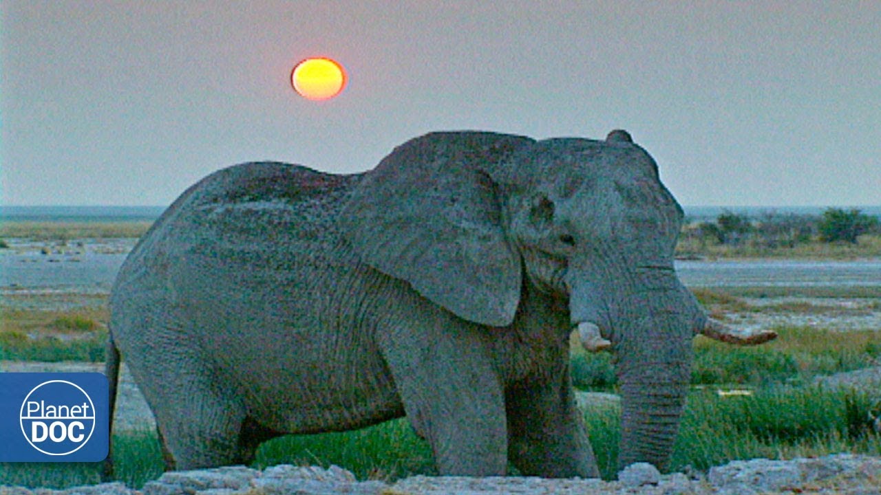 Documentary backdrop image for Documentary: African Elephants - Part 1 (2018)
