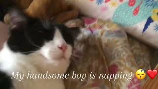 My handsome boy is napping! (Quick little video about my cat for fun)