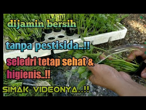 Video: 7 Cara Untuk Menghilangkan Aphids