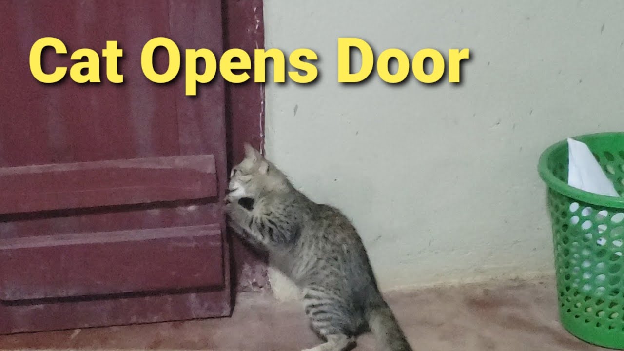 Cat Opens Door Cat Opening Door YouTube