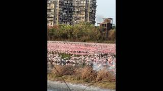 Flamingo dance #mumbai #flamingo 🦩 #travel