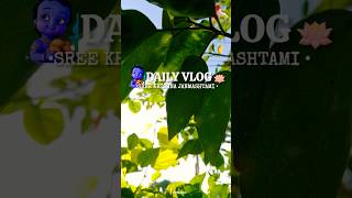 |DAILY VLOG ❤️|SREE KRISHNA JANMASHTAMI 🪷✨|PAALPAYASAM😋😋|PLANTERPOT🌼|