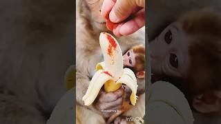 #monkey #funny #adorably #adorably #monkeycomedy #adoreble #monkeymovies aapko video kaisa laga
