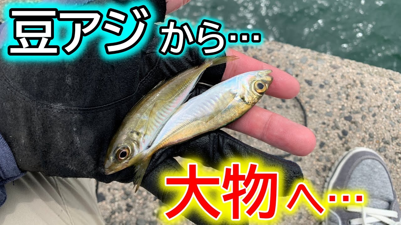 【超簡単】ダイソー釣り具で豆アジ釣って泳がせた結果…一人勝ちでした【泳がせ釣り】