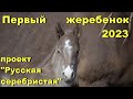 Начало сезона 2023. Первый жеребёнок от фриза.