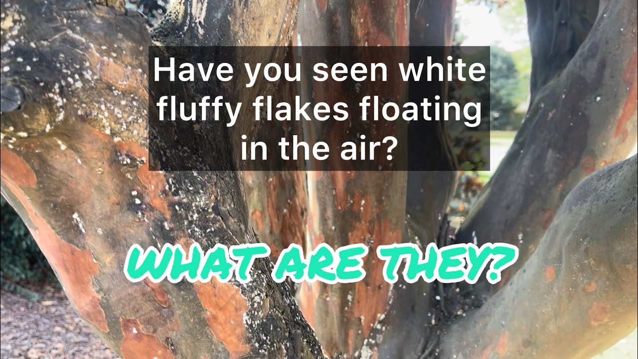 What are these white fluffy flakes floating around?