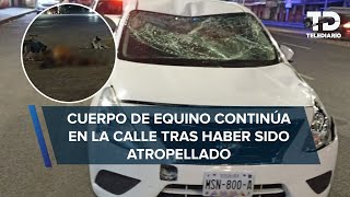 Conductor atropella y mata un caballo en cruce de Eje 10 Sur y Santa Catarina