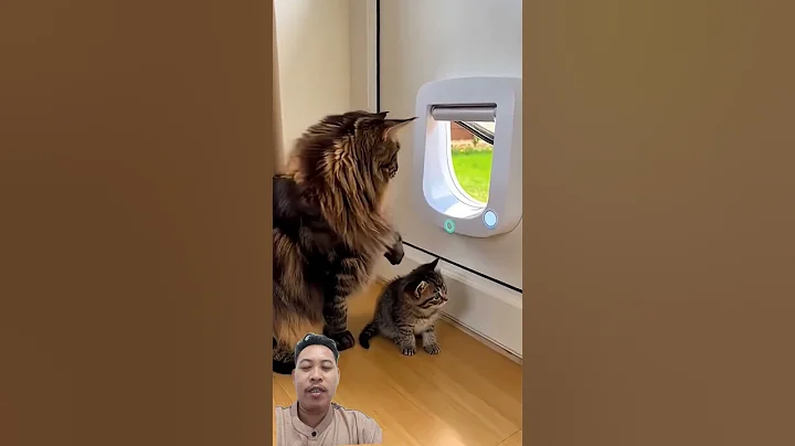 Video 11860621: cat pets cute animals, cats funny pets animals