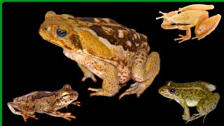 #5  Frog call compilation in 4K. Frogs vocalizing / frog sounds