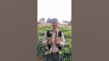 Thảo dược tây bắc