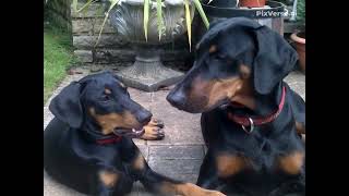 Our dobermans Bella and Clyde