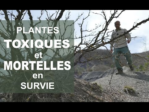 Vidéo: Il ne suffit pas de savoir quelles plantes sont répertoriées dans le Livre rouge