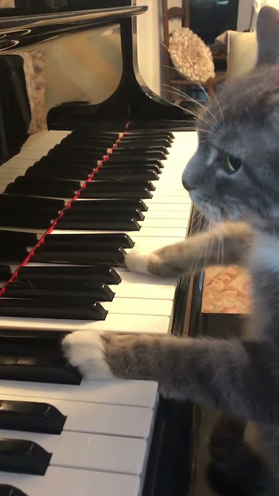 Cat plays Mozart Rondo Alla Turca on piano