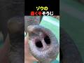 ゾウの鼻くその掃除方法とは?