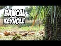 El BANCAL de CULTIVO más ÉPICO de YouTube | Keyhole Garden 💩