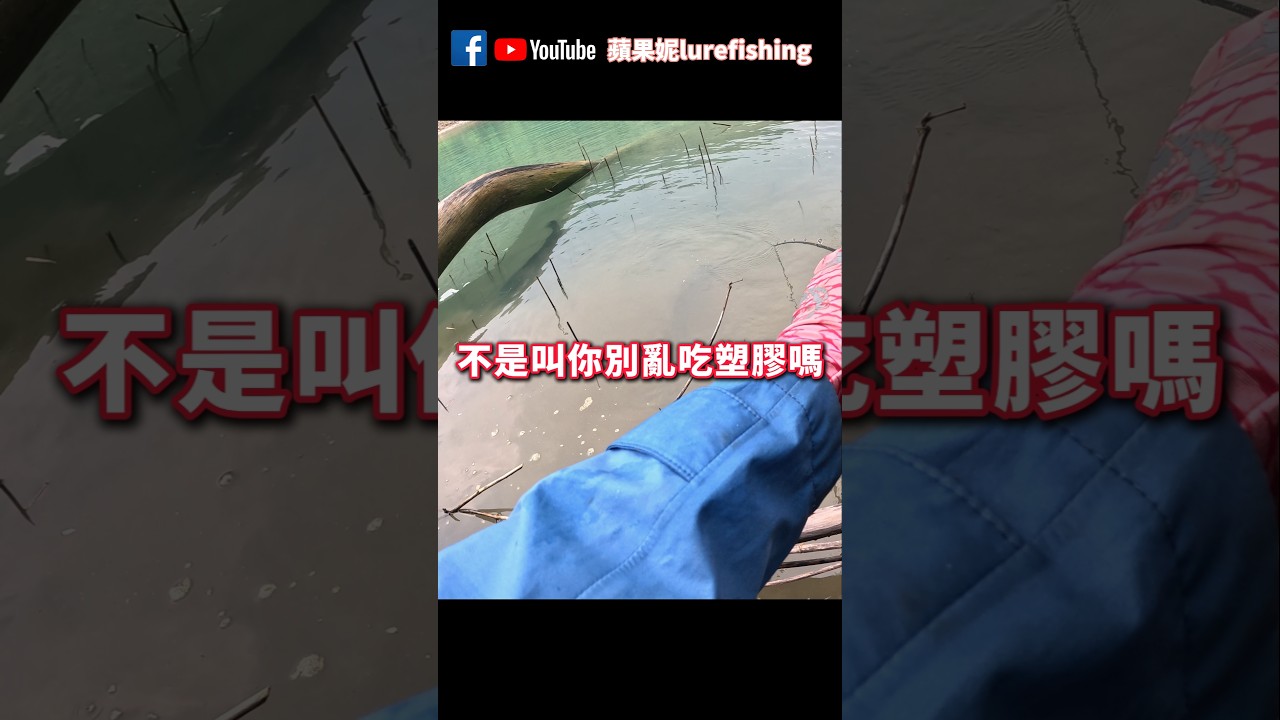 感情的問題我一律建議分手!! #路亞釣魚 #魚虎 #搞笑 縮圖