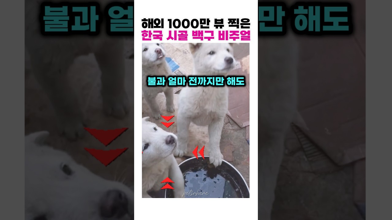 해외에서 1000만 뷰 터진 한국 시골 백구의 미친 비주얼 ㄷㄷ😎😍