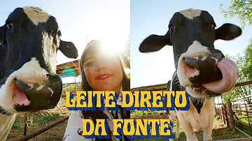 Pode tomar leite cru?