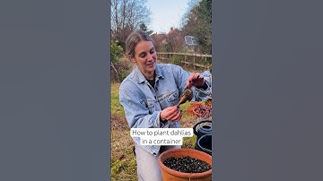 Petals & Roots, Episode 2: How to plant dahlias in a container
