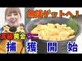 【高級なまら飯】 捕獲開始!黄金ウニを無銭ゲットで食べたいっ! 【北海道グルメ】