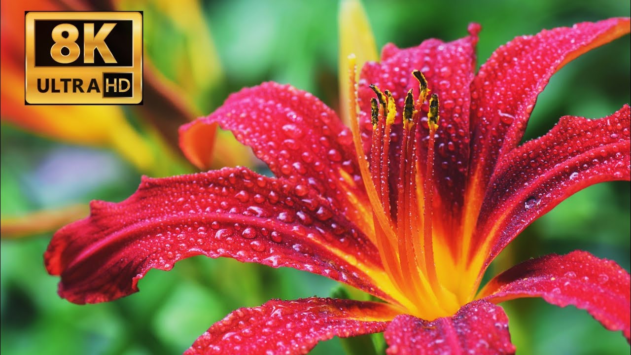 The Most Beautiful Flowers Collection 8K ULTRA HD / 8K TV YouTube