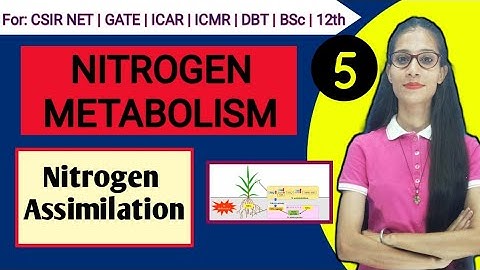 Nitrogen metabolism Part 5 || Nitrogen Assimilation || #csirnet #apnasapnajrf #lifescience