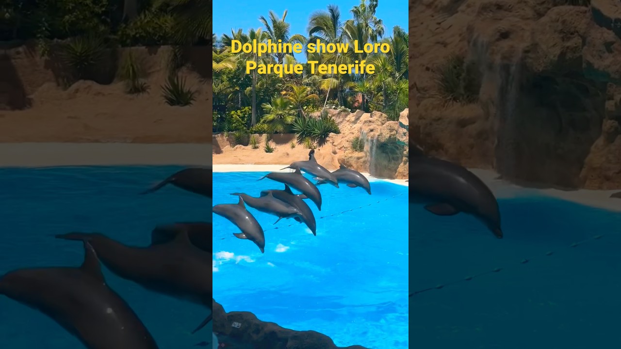 The number one show in the number one attraction of Tenerife In Spain! 