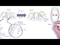 Tonsils - Clinical Anatomy (Palatine, lingual, tubal, adenoids)