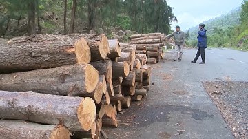 Quản lý, giám sát chặt chẽ khai thác gỗ rừng bị thiệt hại sau bão