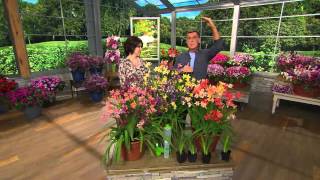 Robertas 4-Pc. Dwarf Dazzler Series Candy Iris Collection With Jacque Gonzales