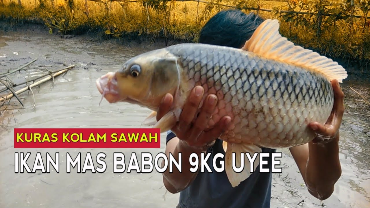 nguras Kolam Ikan Mas Besar  Berat Ikan  Mas  Babon jos YouTube