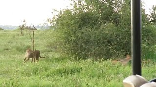 Jackal plays ring a roses with a big cat