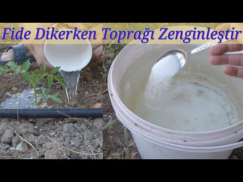 Video: Mitä rhizobium-bakteerit tekevät?