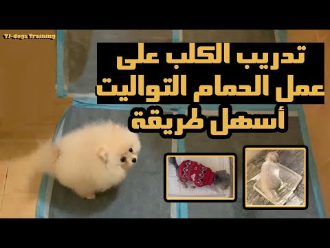 تدريب كلب على عمل الحمام أسهل طريقة