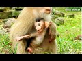 Baby Rex So Funny  And Make Noisy By Young Mom Monkey Rose... Good Job Baby Monkey Rex