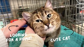 Zoo Patrol Opens Cages. Cute Cats. Funny Cats. Affectionate Cat Looking For A Home