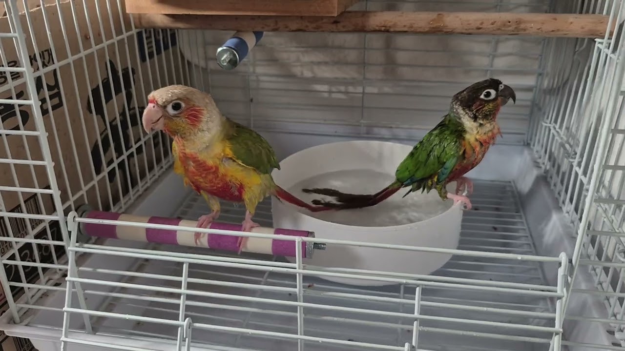 아보와 카도 🦜 스타벅스 ♨️ 온천욕을 즐기는 아보와 카도 