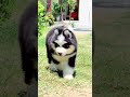 Siberian | husky |puppies