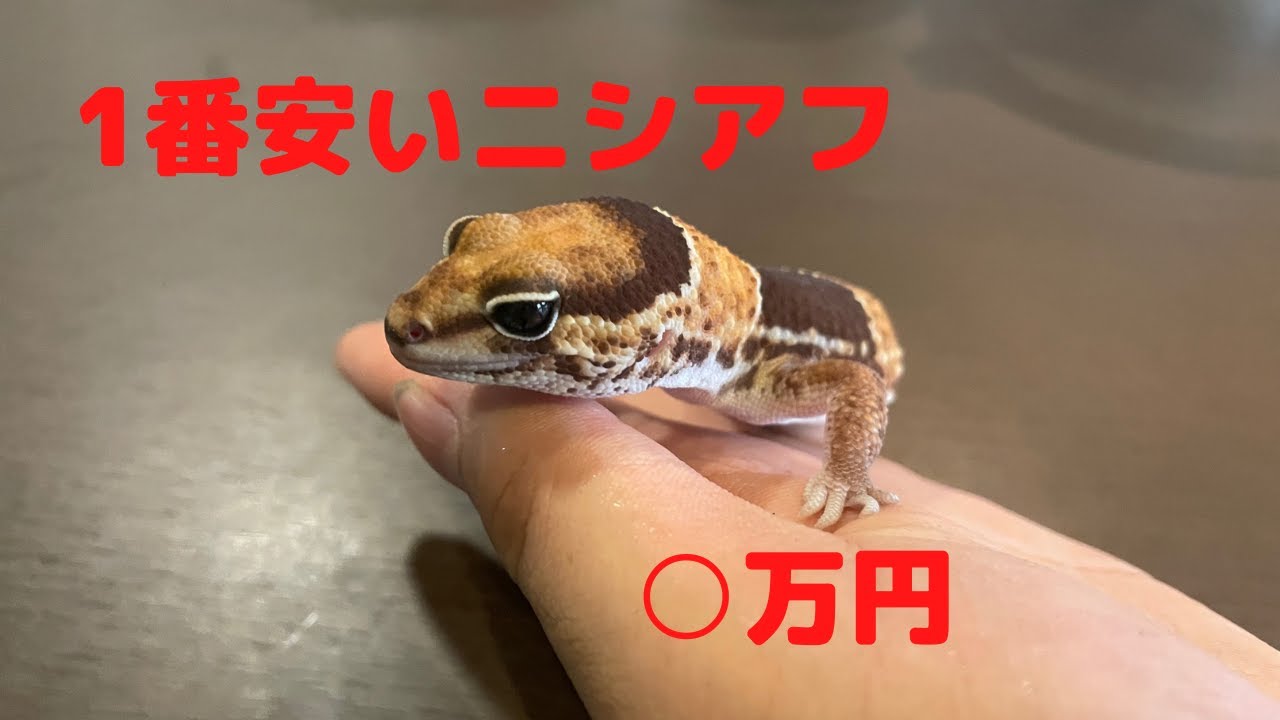 にしあふ　904040 African Fat-Tailed Gecko] Introducing the cheapest one from our