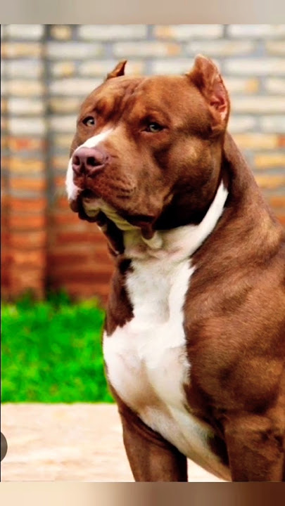 pitbull dog 🐶 dangar 💀dogs 🚀|| #pitbull #dog #dangar #viral #shots