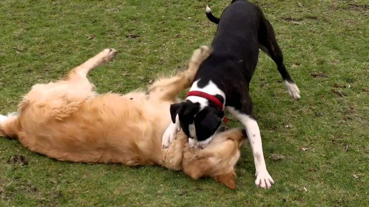 Monty the Golden Retriever vs Cody - YouTube