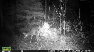 First deer on the new cam, but there are more, trail cam 2