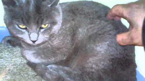 Watch the video about Russian blue kittens, male and female, selling on oodle or craigslist