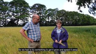 Growing Camelina in Denmark