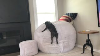 Dog vs. Puffed up Lovesack Bed: Hilarious Jump Fail!