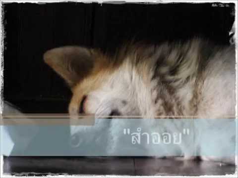 พูดลอยลอย ให้สำออยได้ยิน