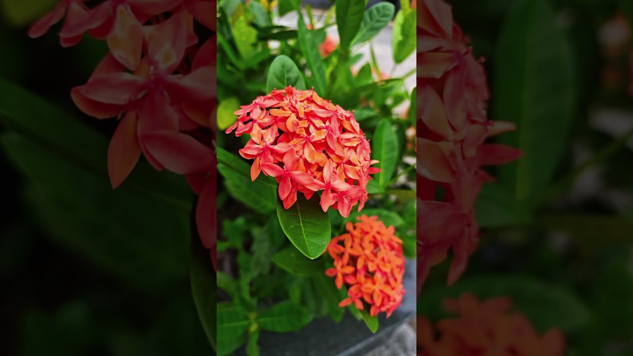 Turn Your Phone into a PRO Camera! 5x → 10x Zoom Magic!