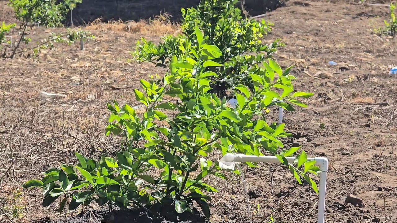 Puesta en marcha de sistema de irrigacion para árboles frutales SIN uso de BOMBA PARTE #3